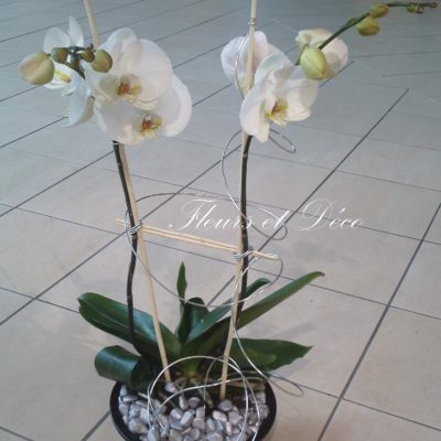 Plante d'orchidée: phalaenopsis