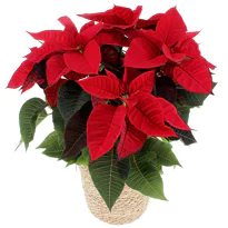 Fleuriste Tain l'Hermitage